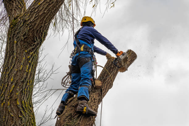 How Our Tree Care Process Works  in Bowling Green, OH